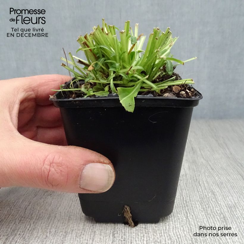 Spécimen de Campanule à feuilles de pêcher - Campanula persicifolia Alba Godet de 8/9 cm tel que livré en hiver