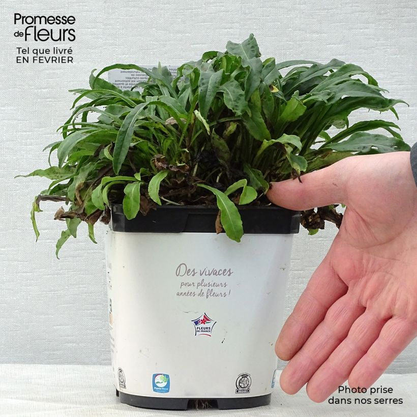 Spécimen de Campanule à feuilles de pêcher - Campanula persicifolia Alba Pot de 2L/3L tel que livré en hiver