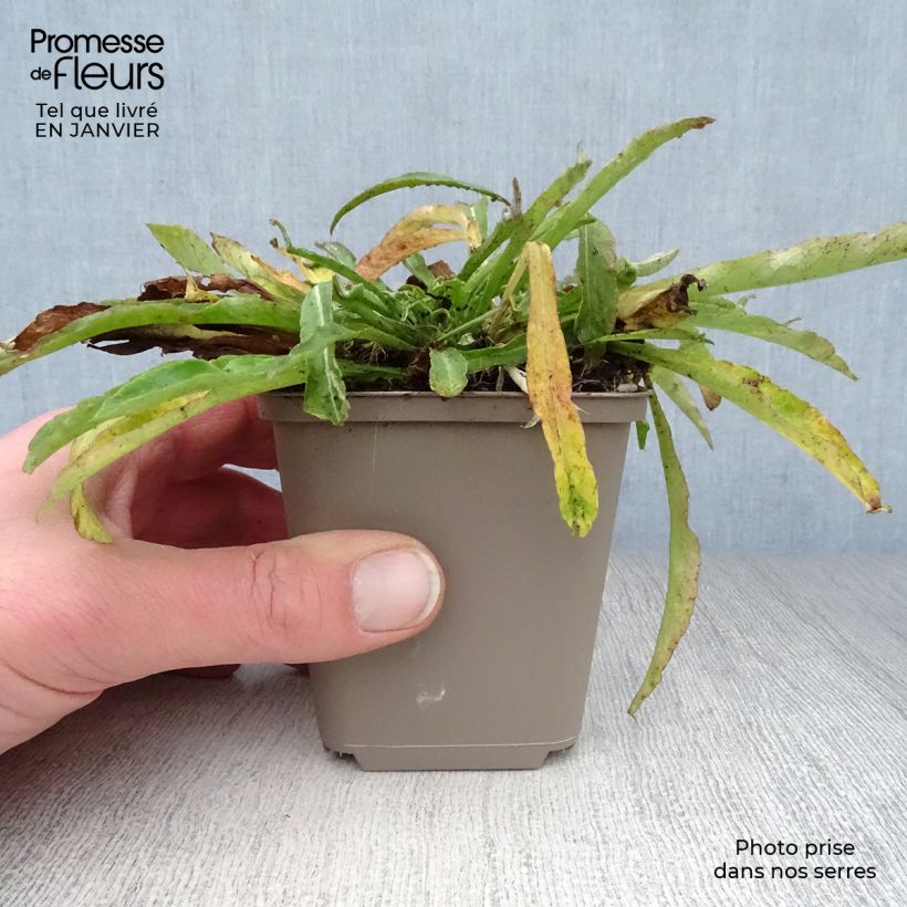 Spécimen de Campanule à feuilles de pêcher - Campanula persicifolia La Belle Blue -  Godet de 8/9 cm tel que livré en hiver