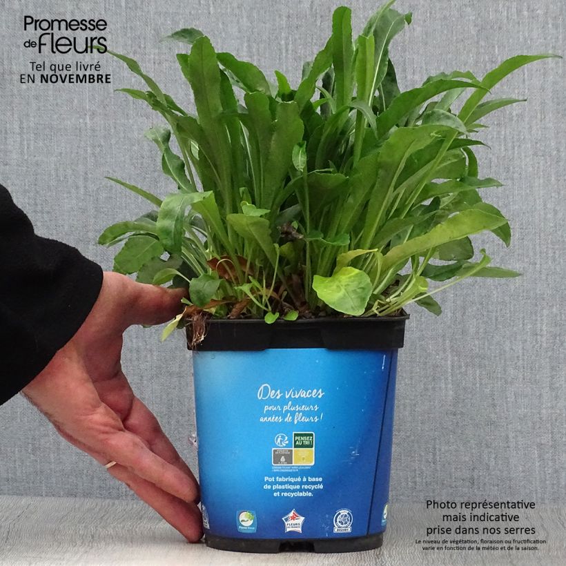 Spécimen de Campanule à feuilles de pêcher - Campanula persicifolia Pot de 2L/3L tel que livré en automne