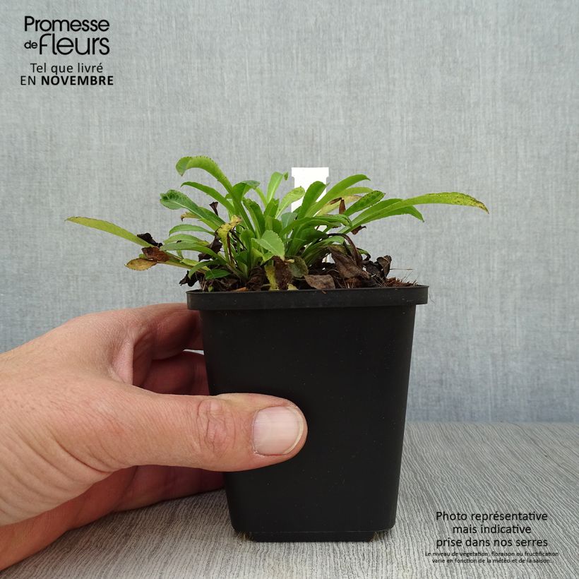 Spécimen de Campanule à feuilles de pêcher - Campanula persicifolia Godet de 8/9 cm tel que livré en automne