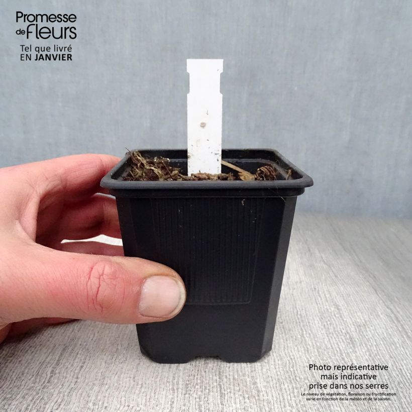 Spécimen de Campanule alliariifolia Godet de 8/9 cm tel que livré en hiver