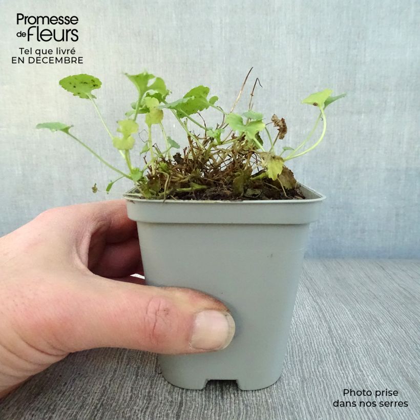 Spécimen de Campanule carpatica Alba - Campanule des Carpates Godet de 8/9 cm tel que livré en hiver