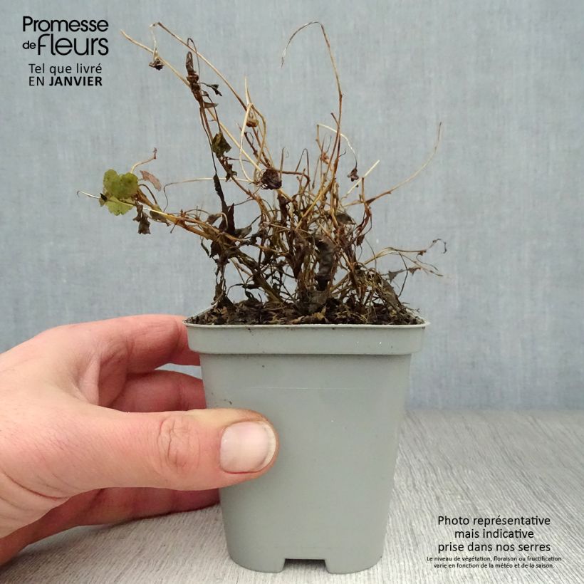 Spécimen de Campanule carpatica - Campanule des Carpates Godet de 8/9 cm tel que livré en hiver