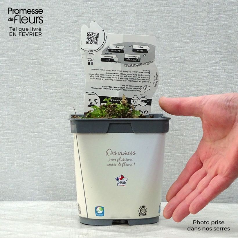 Spécimen de Campanule carpatica Clips blanche - Campanule des Carpates Pot de 2L/3L tel que livré en hiver