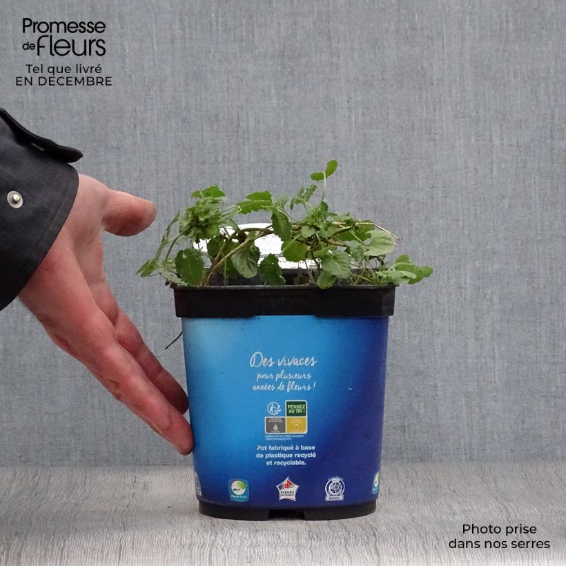 Spécimen de Campanule carpatica Clips bleue - Campanule des Carpates Pot de 2L/3L tel que livré en hiver