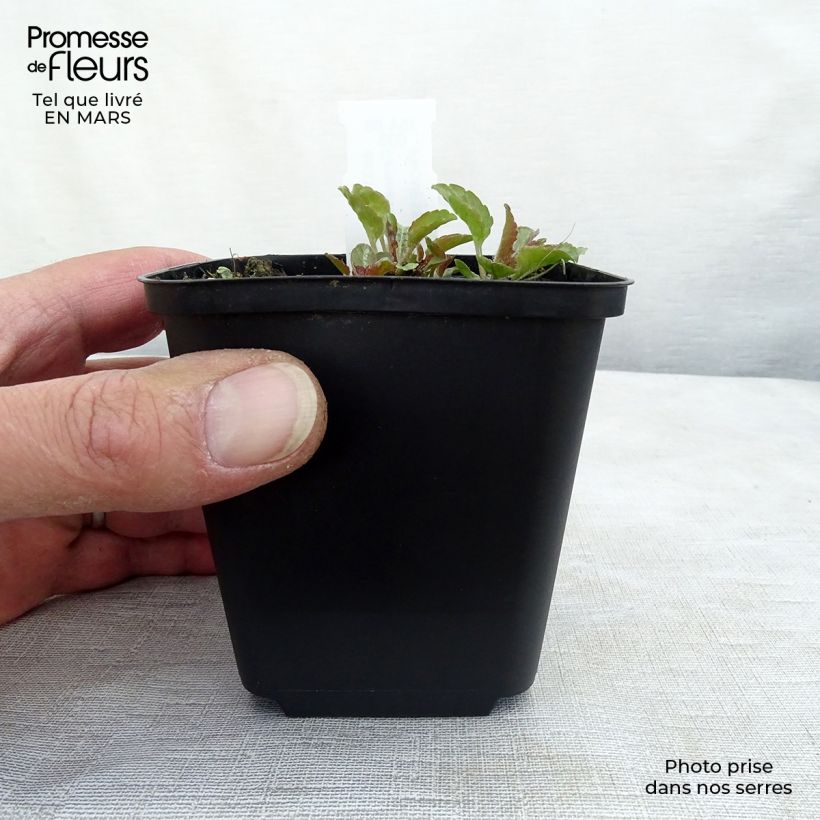 Spécimen de Campanule carpatica Karl Foerster - Campanule des Carpates Godet de 8/9 cm tel que livré en hiver