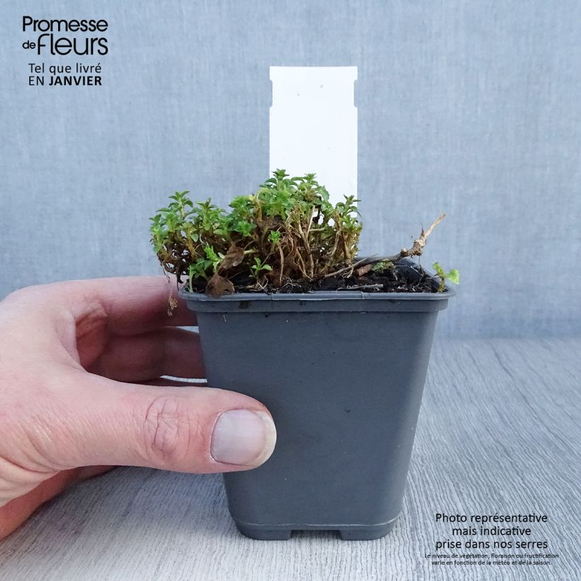 Spécimen de Campanule cochleariifolia Bavaria Blue Godet de 8/9 cm tel que livré en hiver