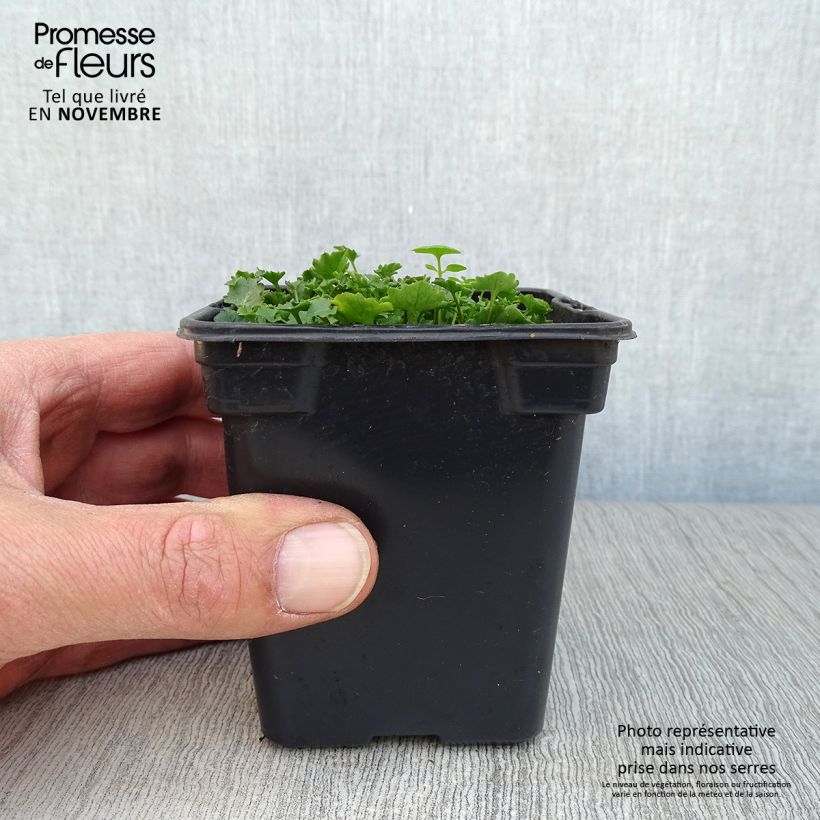 Spécimen de Campanule des murs - Campanula portenschlagiana (muralis) Godet de 7/8 cm tel que livré en automne