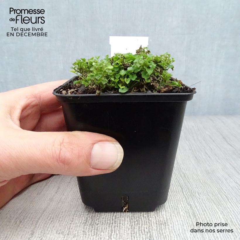 Spécimen de Campanule des murs - Campanula portenschlagiana (muralis) Godet de 7/8 cm tel que livré en hiver