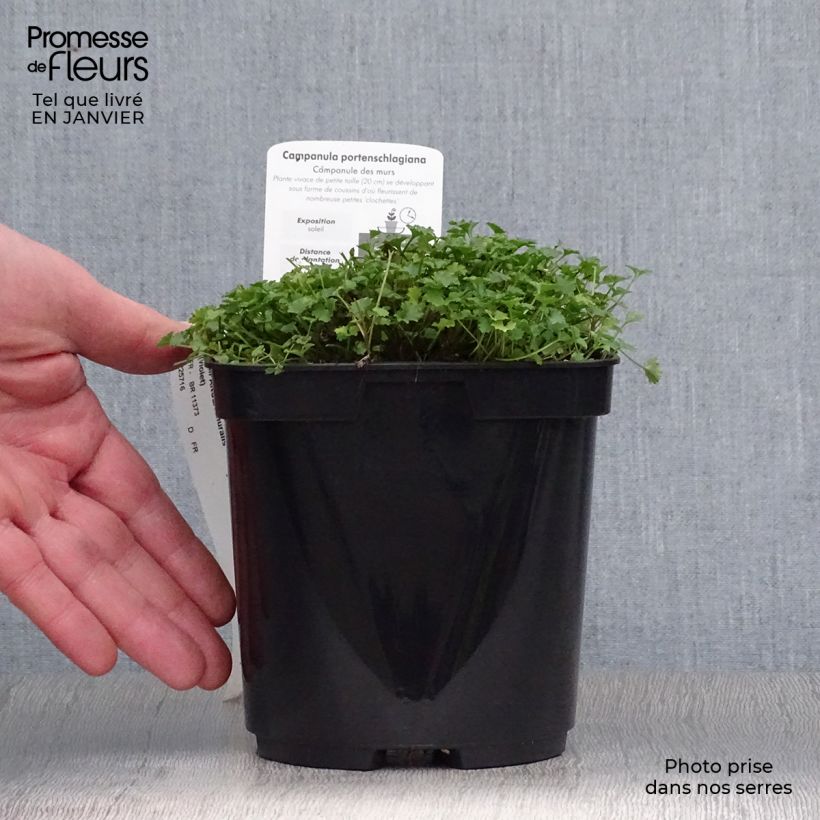 Spécimen de Campanule des murs - Campanula portenschlagiana (muralis) Pot de 2L/3L tel que livré en hiver