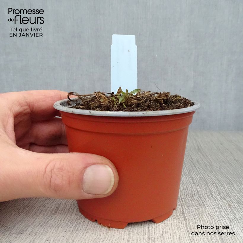 Spécimen de Campanule glomerata Acaulis - Campanule à bouquets Godet de 8/9 cm tel que livré en hiver