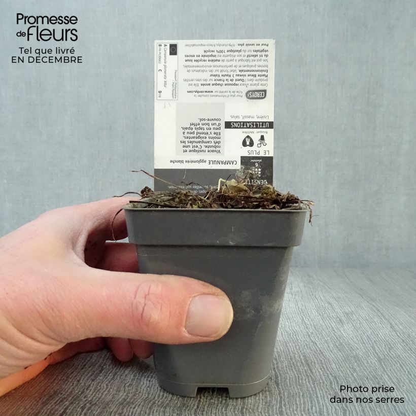 Spécimen de Campanule glomerata Alba Godet de 8/9 cm tel que livré en hiver