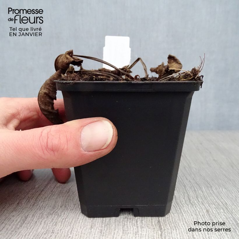 Spécimen de Campanule glomerata Caroline Godet de 8/9 cm tel que livré en hiver