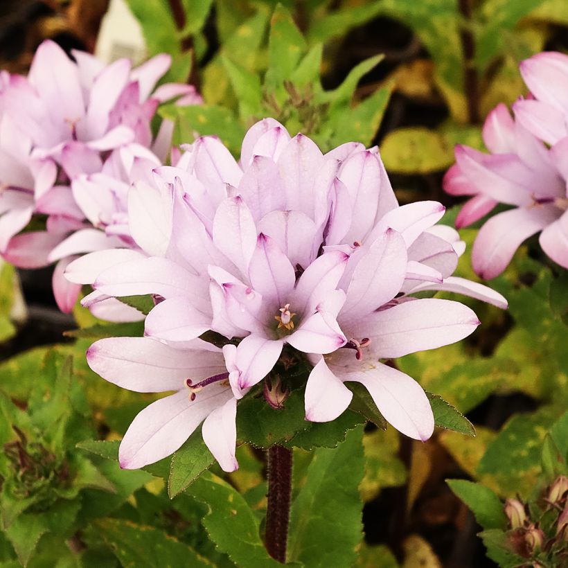 Campanule glomerata Caroline (Floraison)