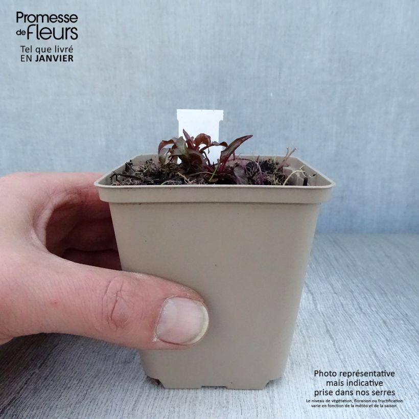 Spécimen de Campanule glomerata Joan Elliot - Campanule à Bouquet  Godet de 8/9 cm tel que livré en hiver