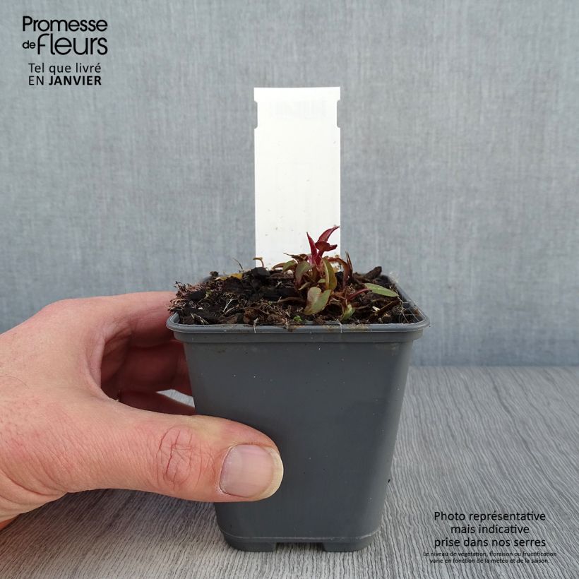 Spécimen de Campanule glomerata var. dahurica Godet de 8/9 cm tel que livré en hiver