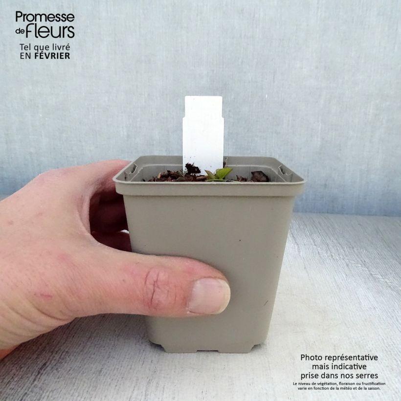 Spécimen de Campanule hybride - Campanula Iridescent Bells Godet de 8/9 cm tel que livré en hiver