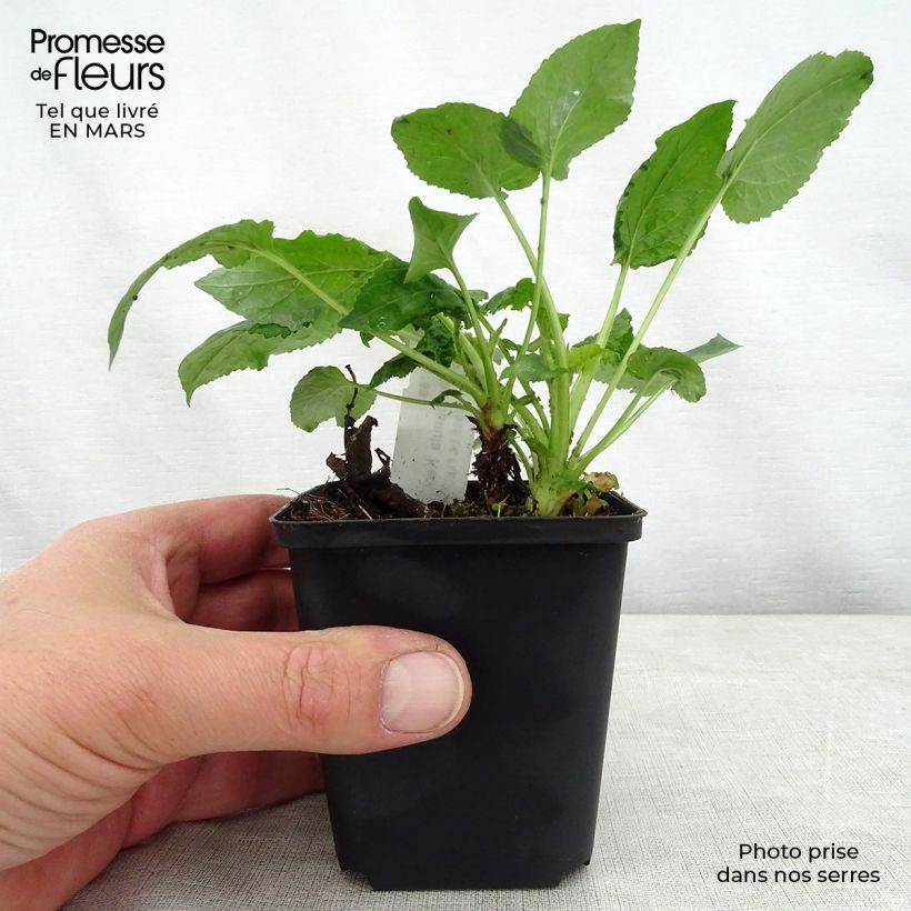 Spécimen de Campanule hybride Kent Belle Godet de 8/9 cm tel que livré au printemps