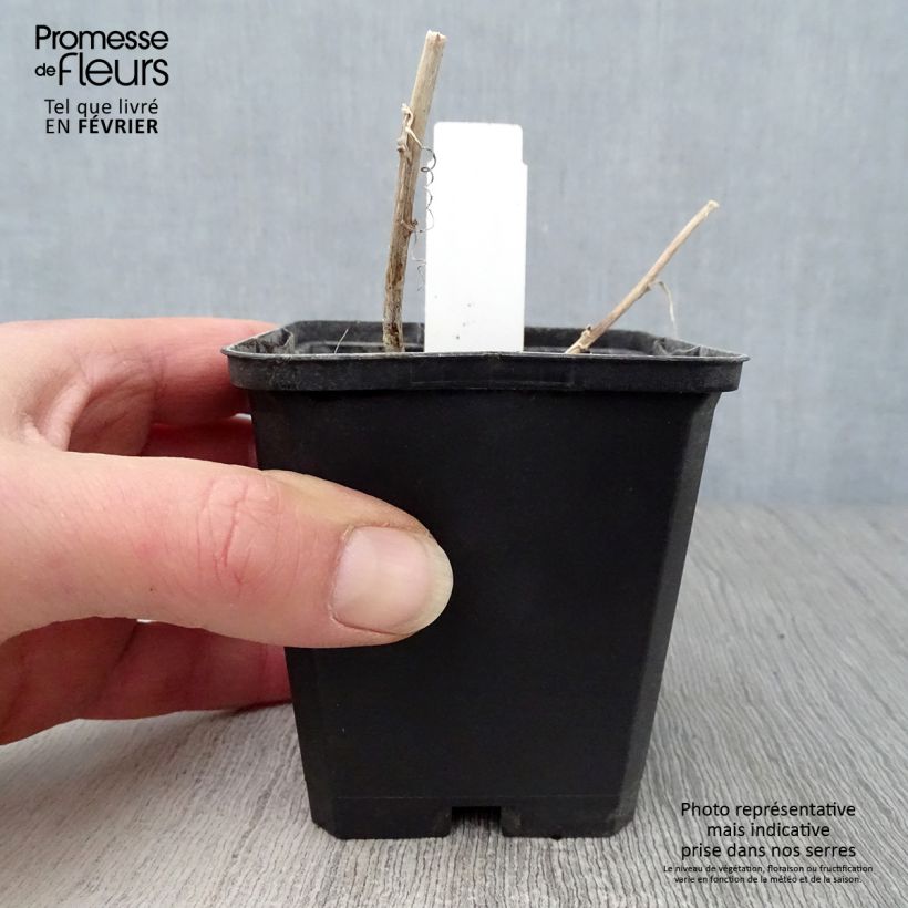 Spécimen de Campanule hybride Kent Belle Godet de 8/9 cm tel que livré en hiver