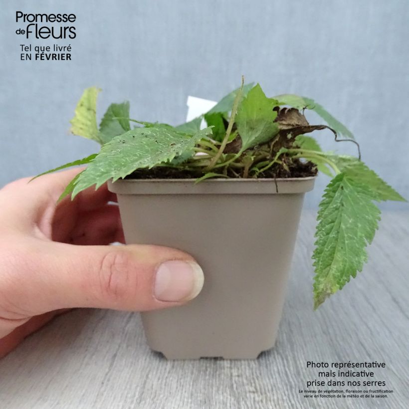 Spécimen de Campanule hybride Pink Octopus Godet de 8/9 cm tel que livré en hiver