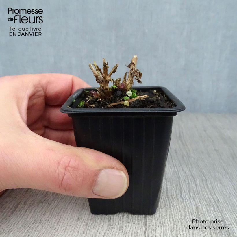 Spécimen de Campanule lactiflora Loddon Anna - Campanule laiteuse rose pâle Godet de 7/8 cm tel que livré en hiver