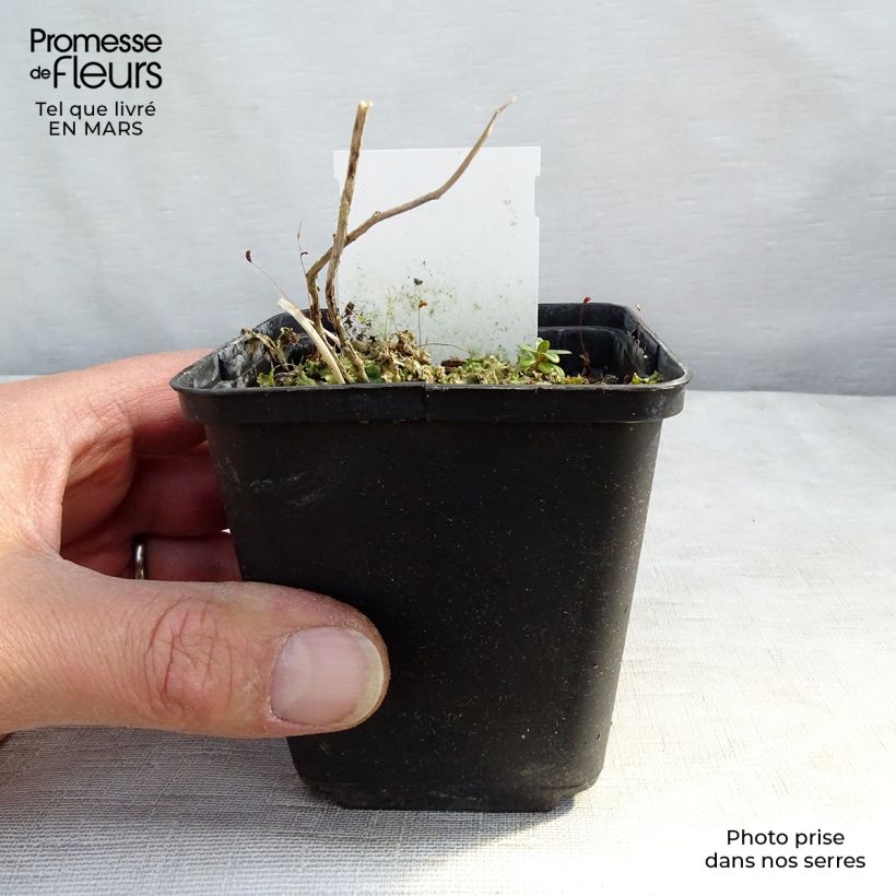 Spécimen de Campanule lactiflora Prichard s variety Campanule laiteuse bleue Godet de 8/9 cm tel que livré en hiver