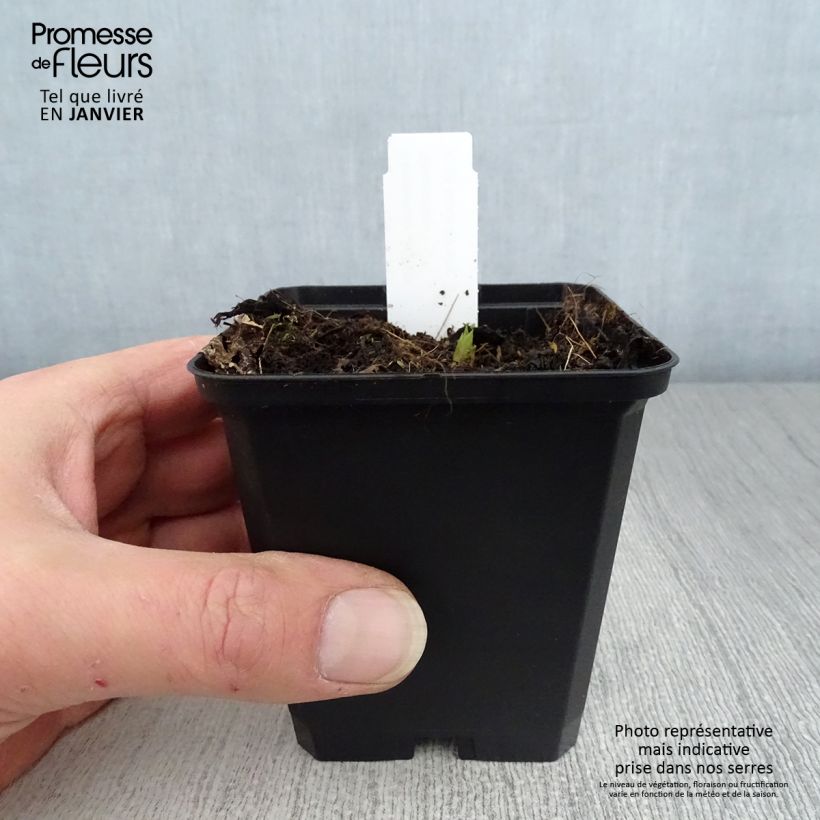 Spécimen de Campanule latifolia var. macrantha Godet de 8/9 cm tel que livré en hiver