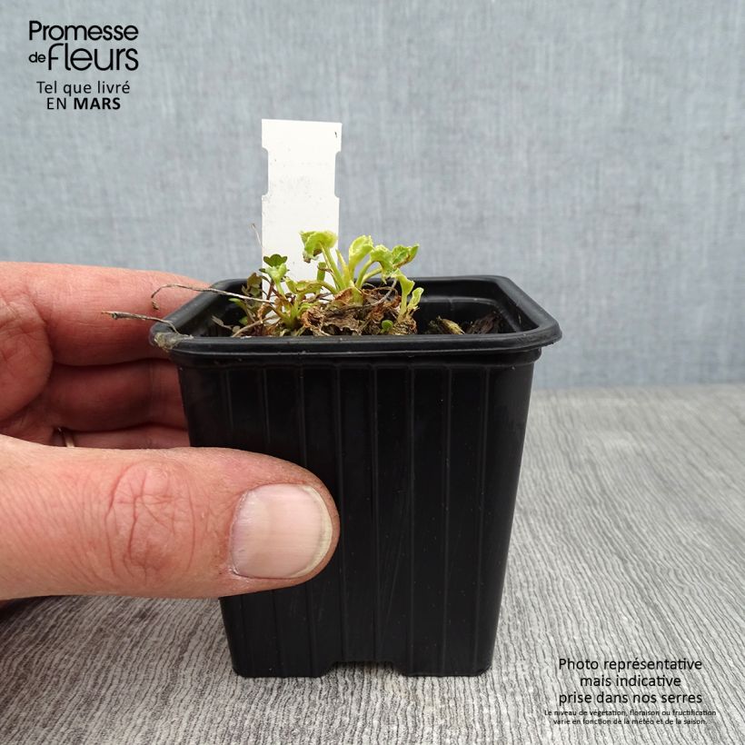 Spécimen de Campanule pyramidalis Alba - Campanule pyramidale blanche Godet de 8/9 cm tel que livré en hiver