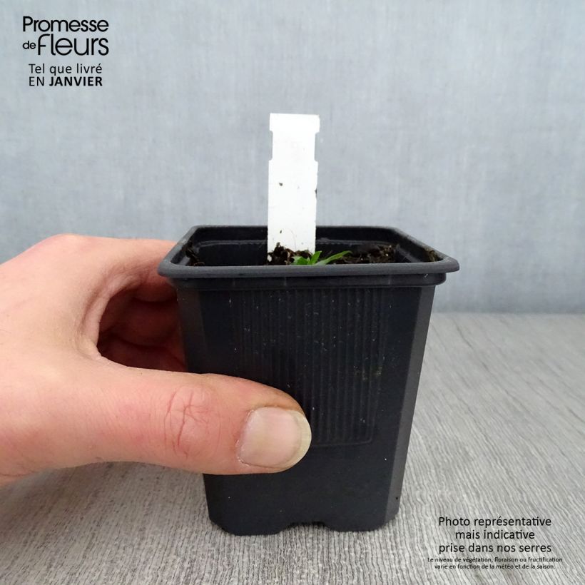 Spécimen de Campanule takesimana Alba Godet de 8/9 cm tel que livré en hiver