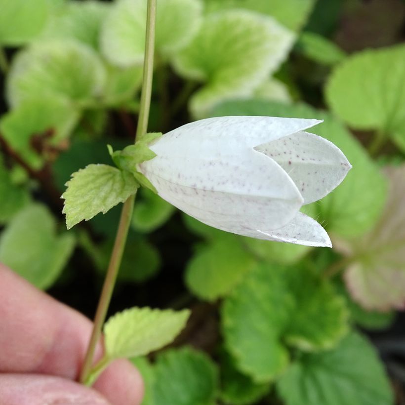 Campanule takesimana - Campanule de Corée (Floraison)