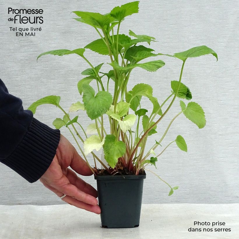 Spécimen de Campanule takesimana - Campanule de Corée Godet de 8/9 cm tel que livré au printemps