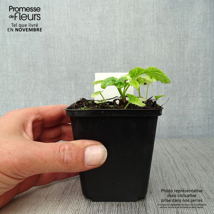 Spécimen de Campanule takesimana - Campanule de Corée Godet de 8/9 cm tel que livré en automne