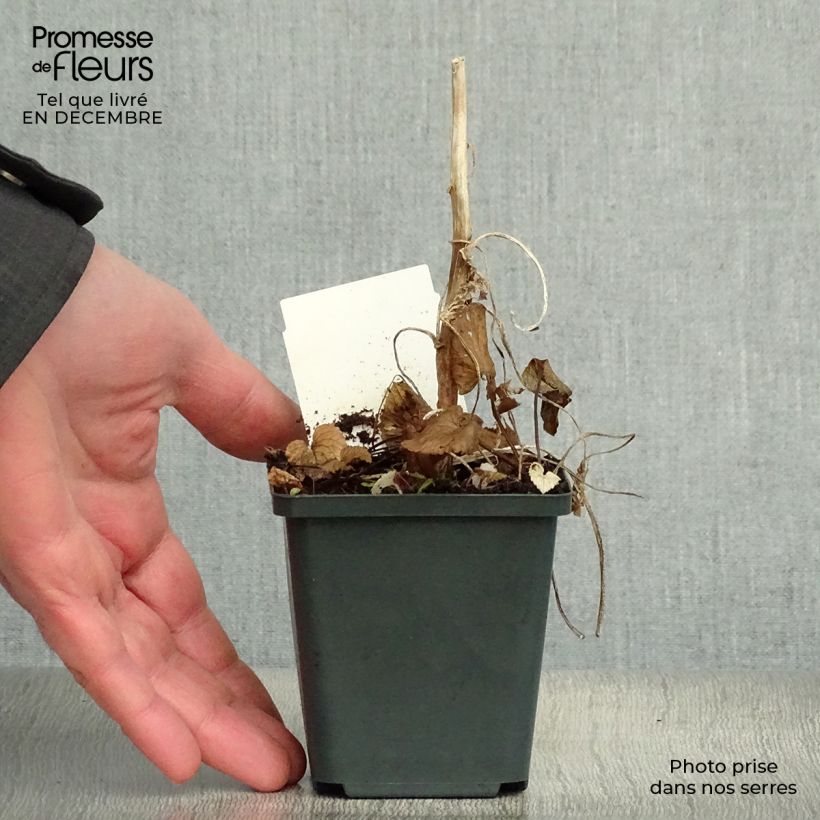 Spécimen de Campanule takesimana - Campanule de Corée Godet de 8/9 cm tel que livré en hiver