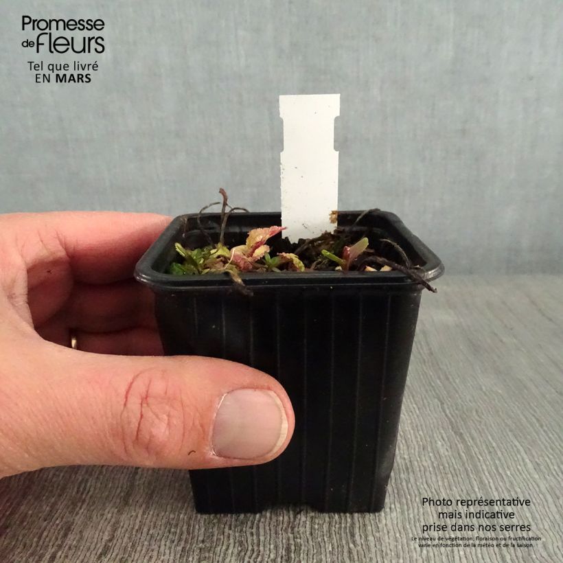 Spécimen de Campanule takesimana Elisabeth - Campanule de Corée Godet de 7/8 cm tel que livré en hiver