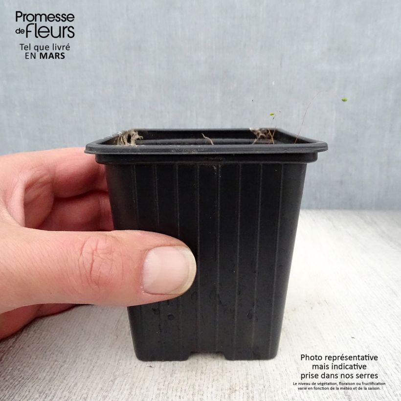 Campanula takesimana Elisabeth Vasetto da 7/8 cm esemplare consegnato in primavera