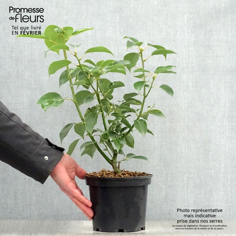 Spécimen de Camphrier - Cinnamomum camphora Pot de 2L/3L tel que livré en hiver