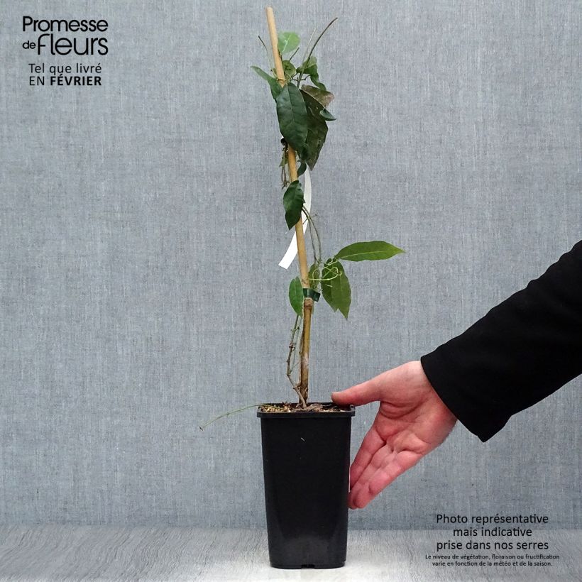 Spécimen de Campsis capreolata - Bignone à vrilles Pot de 1L/1,5L tel que livré en hiver