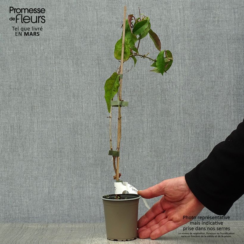 Spécimen de Campsis capreolata Tangerine Beauty - Bignone à vrilles Godet de 8/9 cm tel que livré au printemps