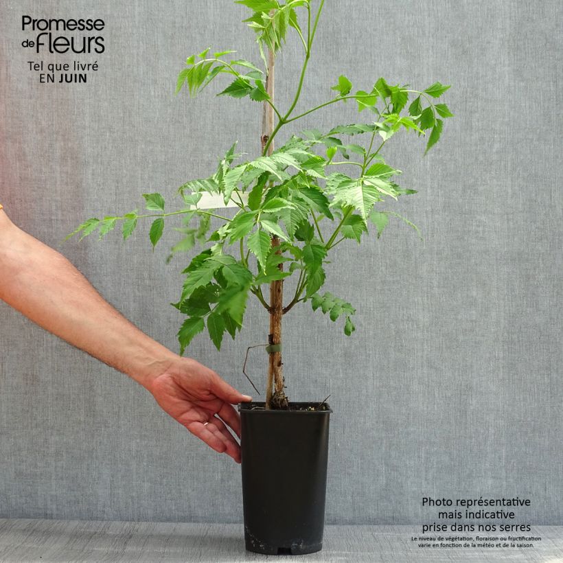 Spécimen de Campsis grandiflora - Bignone à grandes fleurs Pot de 2L/3L tel que livré au printemps