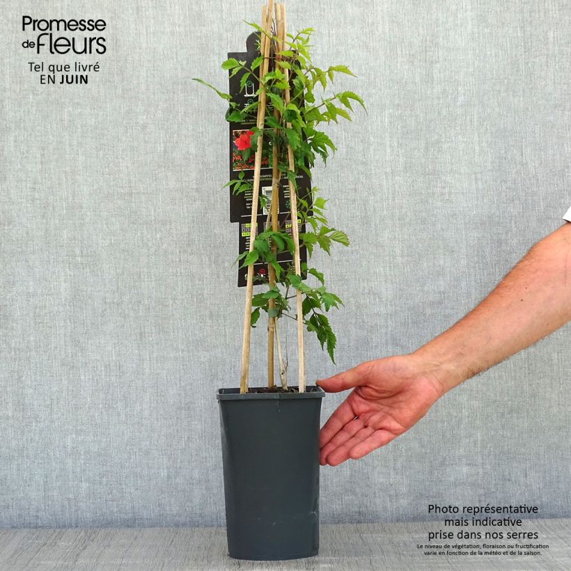 Spécimen de Campsis radicans - Bignone de Virginie Pot de 2L/3L tel que livré au printemps