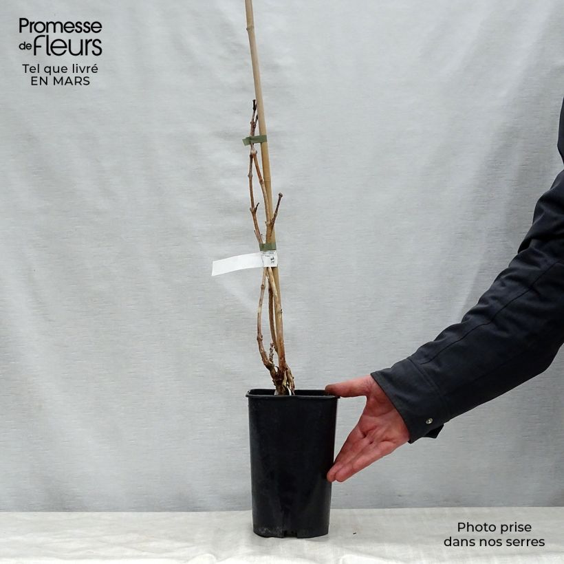 Spécimen de Campsis radicans Indian Summer - Bignone de Virginie  Pot de 2L/3L tel que livré au printemps