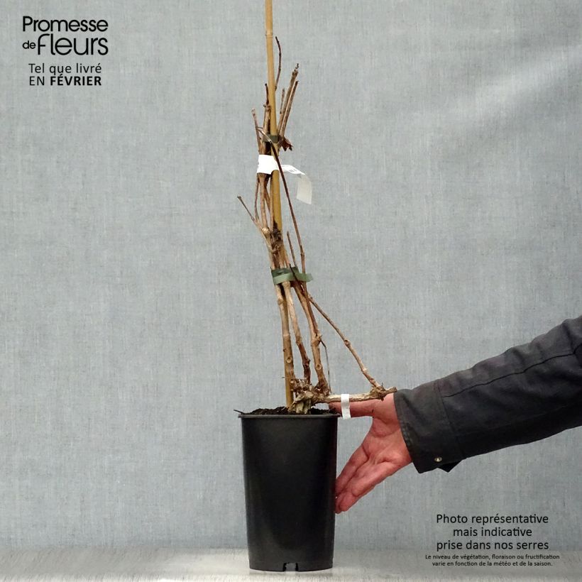 Spécimen de Campsis radicans Indian Summer - Bignone de Virginie  Pot de 2L/3L tel que livré en hiver