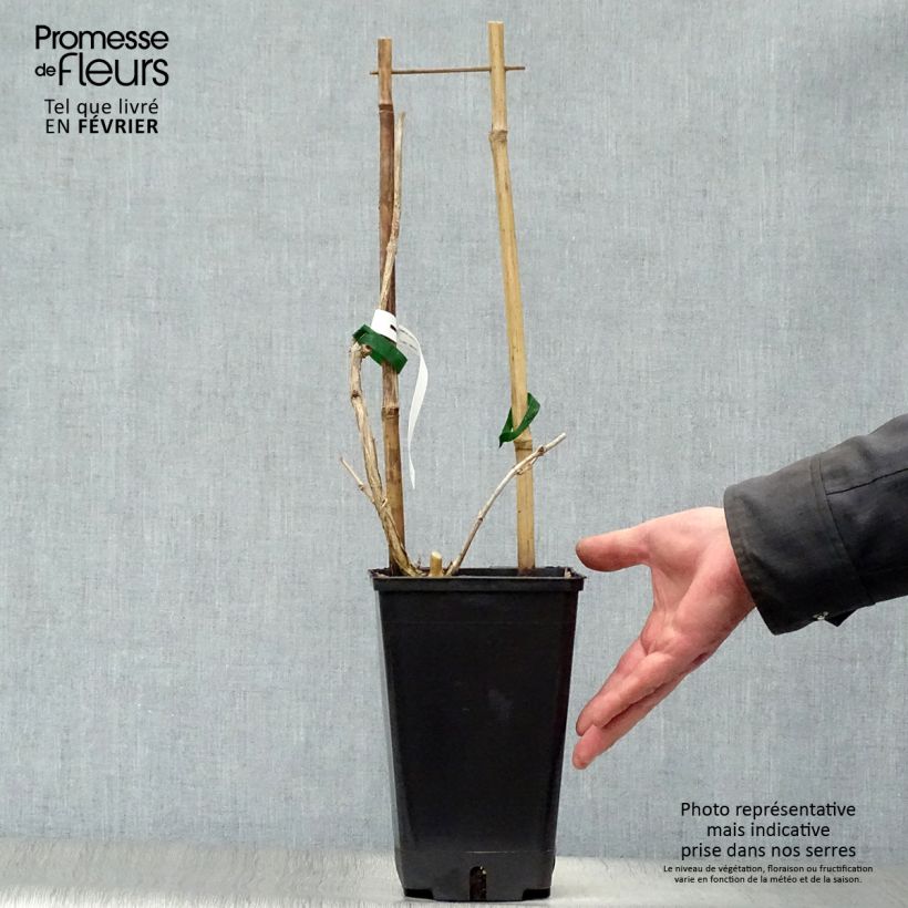 Spécimen de Campsis radicans Judy - Bignone de Virginie Pot de 2L/3L tel que livré en hiver