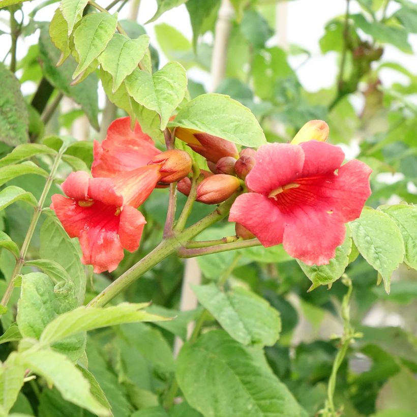Campsis radicans Stromboli - Bignone de Virginie (Floraison)