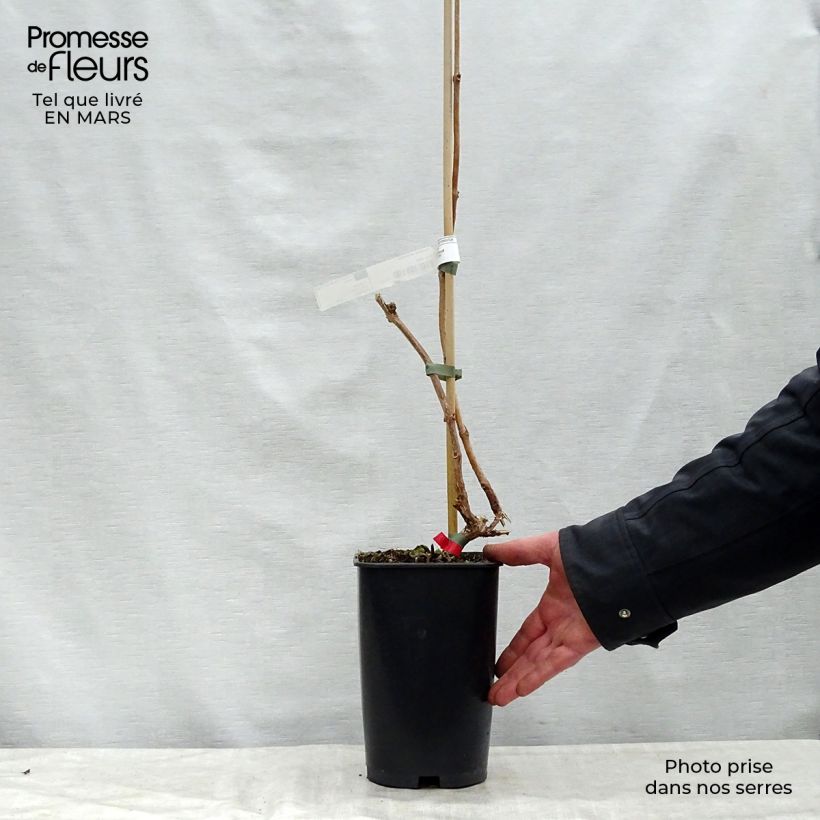 Spécimen de Campsis radicans Stromboli - Bignone de Virginie Pot de 2L/3L tel que livré au printemps