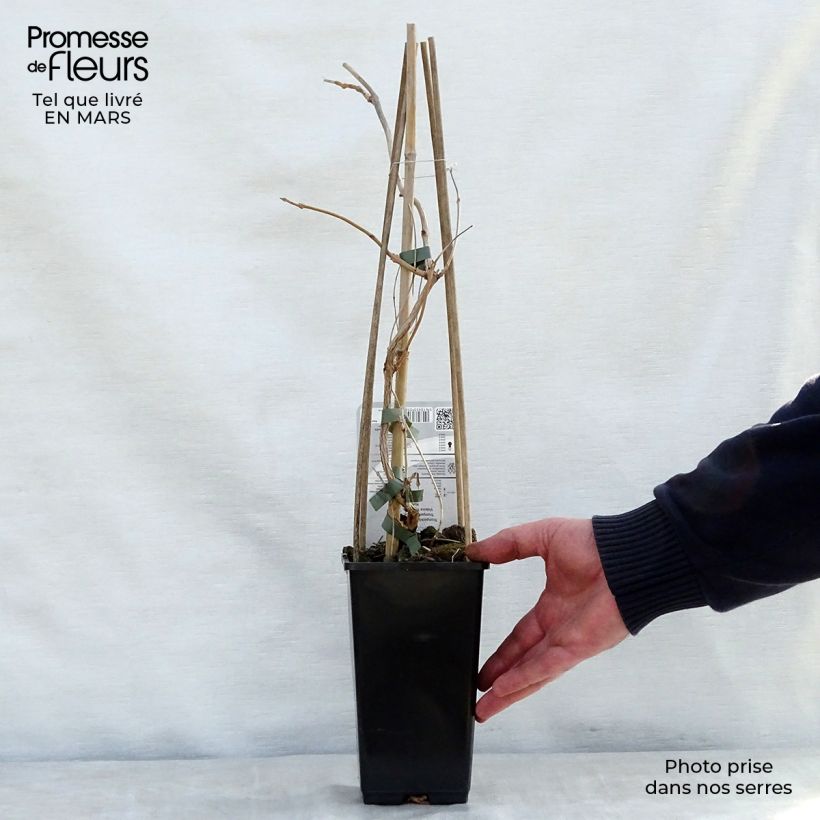 Spécimen de Campsis radicans Yellow Trumpet (= Flava) - Bignone de Virginie Pot de 2L/3L tel que livré au printemps