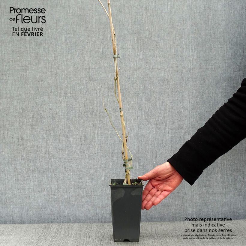 Spécimen de Campsis radicans Yellow Trumpet (= Flava) - Bignone de Virginie Pot de 2L/3L tel que livré en hiver