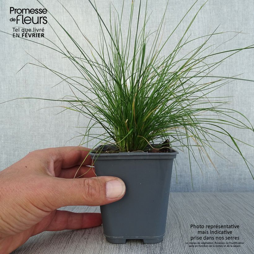Spécimen de Canche cespiteuse Vivipara - Deschampsia cespitosa Godet de 8/9 cm tel que livré en automne