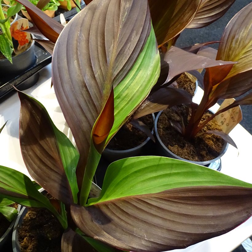 Canna Cleopatra - Balisier panaché jaune et rouge. (Feuillage)